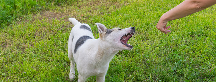 what to do if a dog bites you