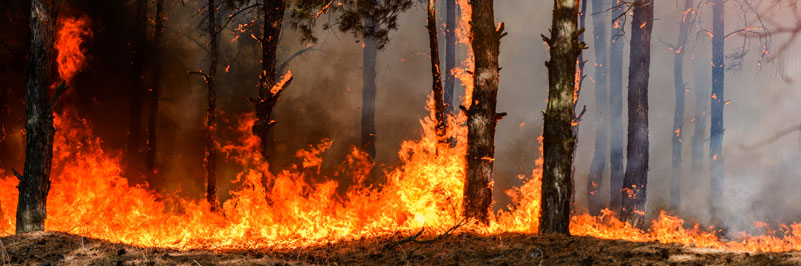 Wildfires attorney